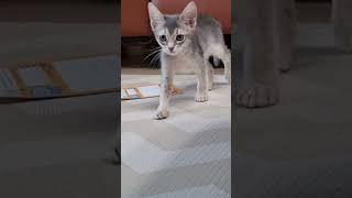 달콩이 아파서 영상 못 올렸어요ㅠ달콩이 아프지마#고양이#달콩이