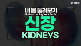 Kidneys [Understanding Your Body]