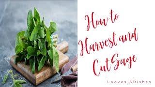 How to Cut Sage