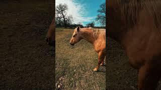 29 Acre Gentlemen’s Ranch TEXAS For Sale