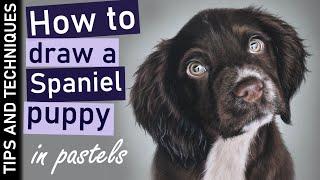 How to draw a Cocker Spaniel puppy in pastels | Photo realistic pet portraits