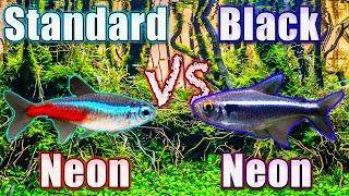 Showdown! Black Neon Tetra vs Standard Neon Tetra - There is a CLEAR Winner!