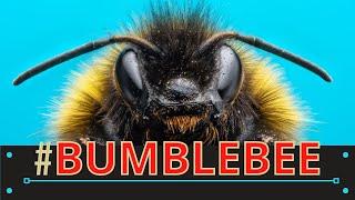 Everything You Need to Know About bumblebees!