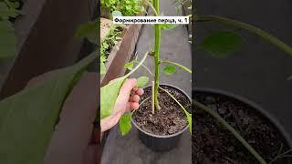 Как формировать перец? Коронный цветок удалять или нет? #коронныйцветок #формированиеперца