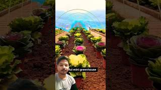 Underground like green house #vegetables #food #gardening #farming #prajapati #tech #greenscreen