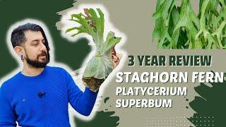 Staghorn Fern Review | 3 Years Later | Platycerium superbum | is it an easy fern?