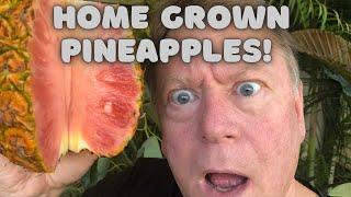 Grow your own California Pineapples | Experimenting with several exotic varieties!