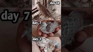 diamond dove chick growth day 1 to day 15 