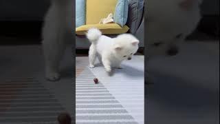 The evil fluff will bite now #shorts