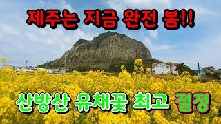 산방산 유채꽃 최고 절정-제주 유채꽃 명소/형제바위/ 용머리해변/산방굴사/유채꽃  추