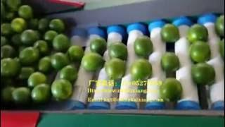 lemon sorter/fruit weight grading machine/weight sorting line