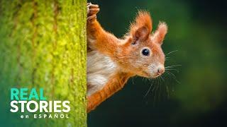 Primavera En Flor: El Poder De La Naturaleza | Real Stories En Español