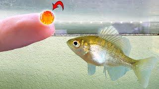 My Pet Bluegill Has a New Favorite Snack!