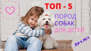 ТОП - 5 ПОРОД СОБАК ДЛЯ СЕМЕЙ С ДЕТЬМИ ДО 5 ЛЕТ || КАКУЮ СОБАКУ ЛУЧШЕ ВЫБРАТЬ ДЛЯ РЕБЕНКА