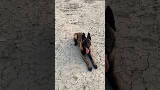 Belgian Malinois Training #dog #malinois #shorts #k9 #funny #viral #training #pets #puppy