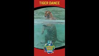 TIGER DANCE, LATIKAS WORLD #Shorts