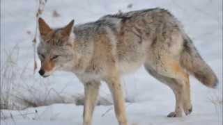 Nature Tours of Yukon |  hunting  coyote