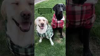 Warning: Too much cuteness in plaid ahead!  #dogs #dogclothes #dogfashion #funny