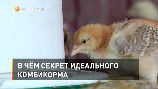 В чём секрет идеального комбикорма