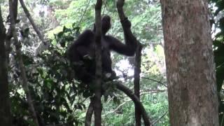 Western Lowland Gorillas, Ngaga, Odzala, Congo (Part 2)