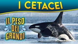 I Cetacei: il peso dei grandi ► Puntata 40