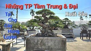 CHIÊM NGƯỠNG những TP TẦM TRUNG & ĐẠI ĐẸP tại Chợ Cây HÙNG LUYÊN - Kinh Môn - HD .