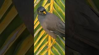 Common myna bird sound