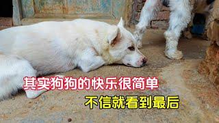 其实狗狗的快乐很简单，不信就跟我一起看到最后【195】