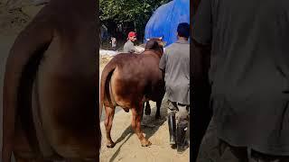 Beautiful Sahiwal Of HM Agro Chittagong #viralvideo #cow #goruloversofchattga #youtubeshorts