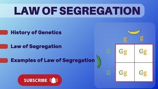 Law of segregation || Mendel's law of segregaion || Genetics