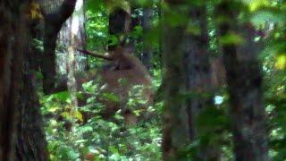 Public Land Hammer!! - Early Season White Oaks - Indiana