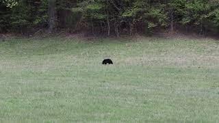 Cades Cove Bear 4-15-2023