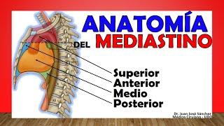  MEDIASTINE. Anatomy (Divisions, Content, Limits)