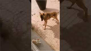 mother cat vs dog fight to protect kittens #meow #cute #kitten #cat #kucinglucu