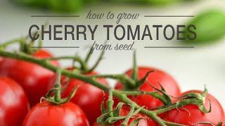 Growing Cherry Tomatoes from Seed - Seed to Sprout