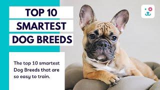 Top 10 Smartest dog  Breeds in the world | Monkoodog