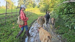 สาวลาวจูงงัวออกนอนนาเกี่ยวข้าว ຈູງງົວອອກນອນນາກ່ຽວເຂົ້າ