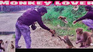 लातेहार मनिका में बहुत सारा बंदर //  Monkey Lover // Latehar Manika...... Jharkhand