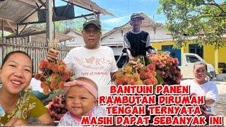 BANTUIN PANEN RAMBUTAN DIKEBUN MBAK YANTI TERNYATA MASIH DAPAT SEBANYAK INI