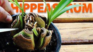 How to propagate HIPPEASTRUM from a BULB | Care of the plant