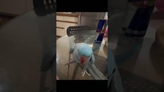 My Parrots playing with me| Funny parrots short video #parrots#parrotvideo #shortsvideo #shortviral