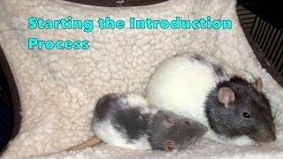 Starting to Introduce the Baby Rats to Cookie and Cream