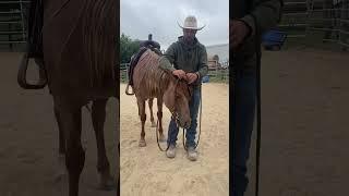 Pro tips for bridling. #horse #horses #horsemanship #rosehorsemanship #ryanrose