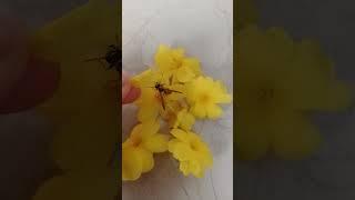 bee drinking water ASMR