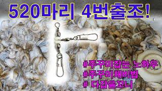 (큰바다호)무조건100수 이상 4번의 검증!!주꾸미가 잘잡히는 채비와 노하우(동출 다잡을꼬니)