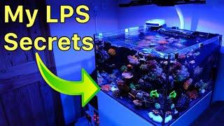 Keeping LPS Corals: My Secrets Revealed (How I Run This Tank - FULL Rundown)