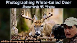 Shenandoah NP Deer Photography   Wild Photo Adventures