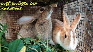 Rabbit's feeding care | @youngfarmeratoztelugu