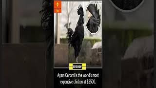 Ayam Cenami Exploring the World's Most Expensive Chicken #facts #shorts #interestingfacts