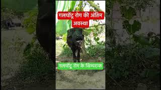 Hemorrhagic septicaemia in buffalo calf l dr umar khan